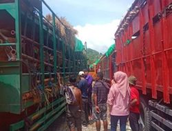 Distribusi Ternak Bima Terganggu, Kuota 16 Ribu Ekor Sapi Terancam Gagal Terkirim